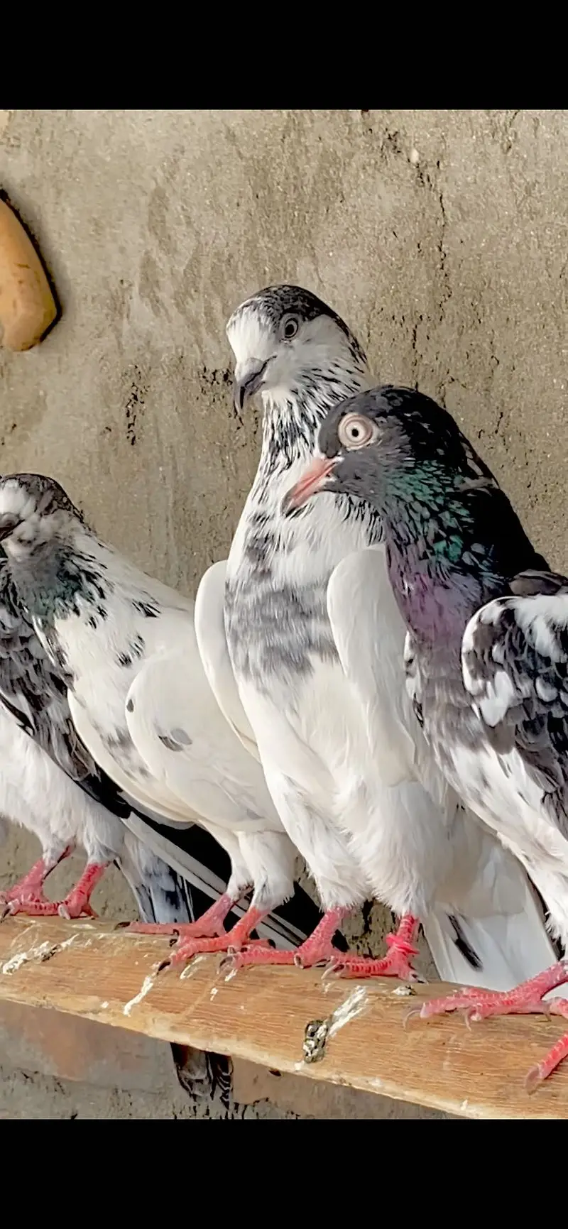 Sialkoti betra pair — photo 6