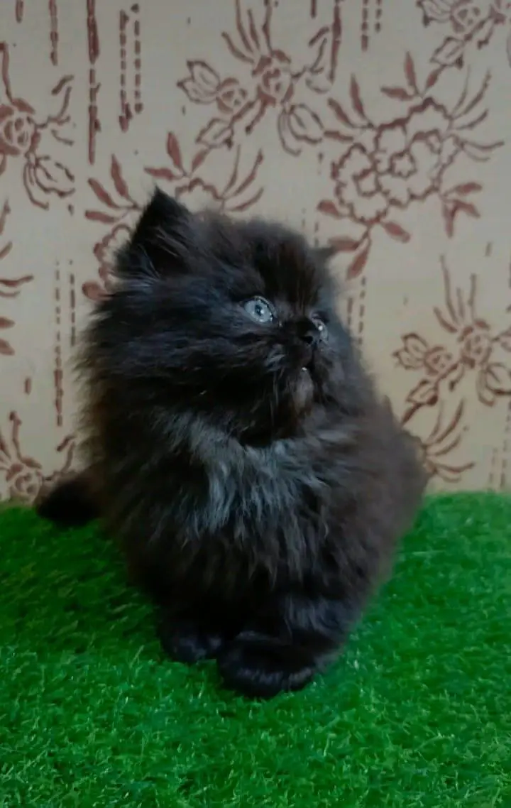 beautiful Persian cat argent sell please contact me — photo 2