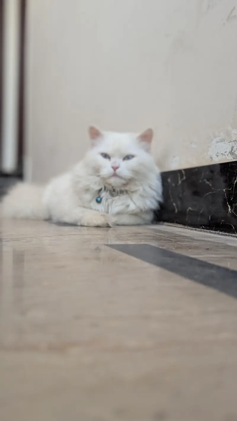 Triple Coat Blue Eyes Persian Cat — photo 2