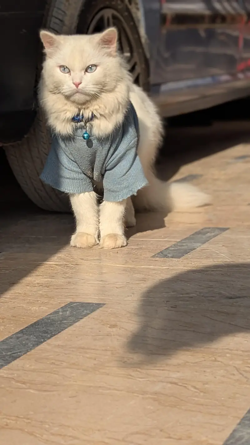 Triple Coat Blue Eyes Persian Cat — photo 3