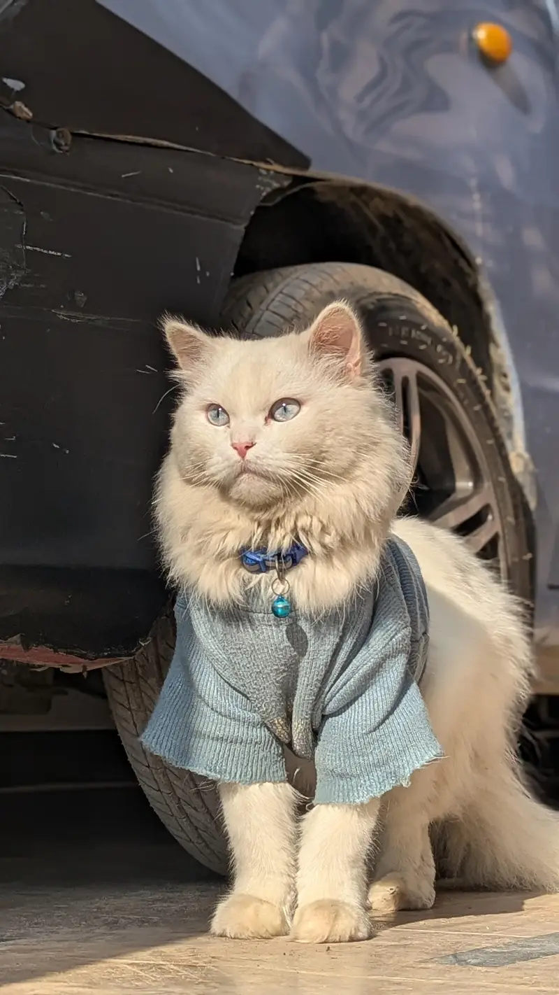 Triple Coat Blue Eyes Persian Cat — photo 4