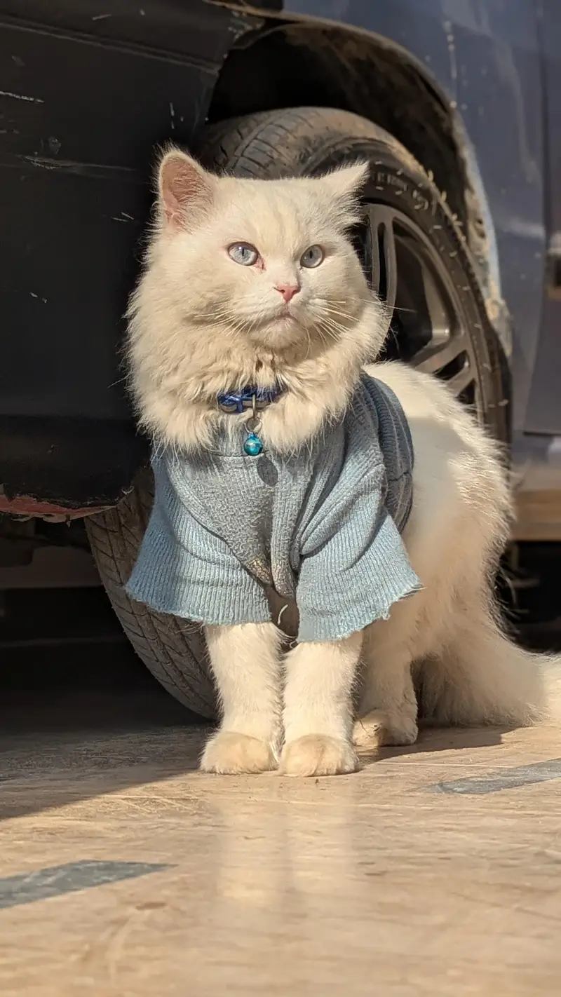 Triple Coat Blue Eyes Persian Cat — photo 5