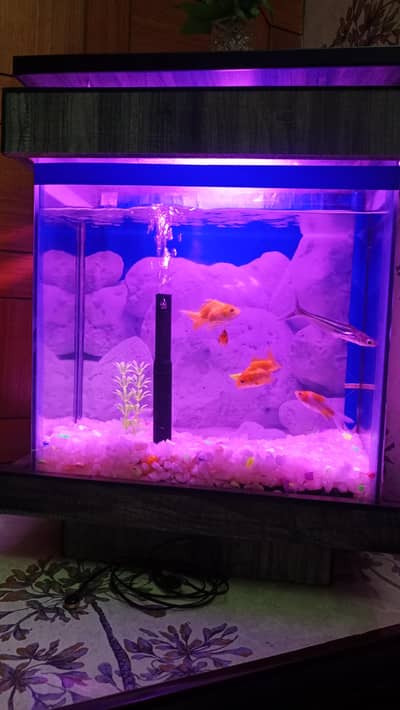 fish aquarium
