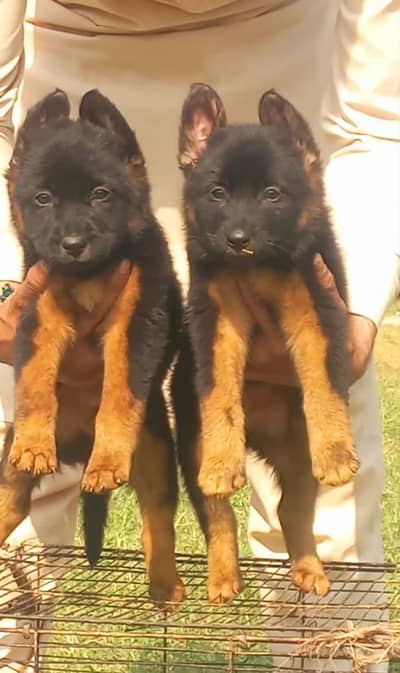 Black German Shepherd double coat pair for sale