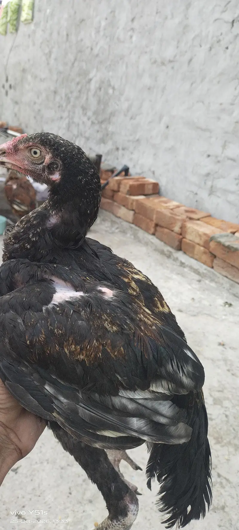 shamo aseel — photo 4