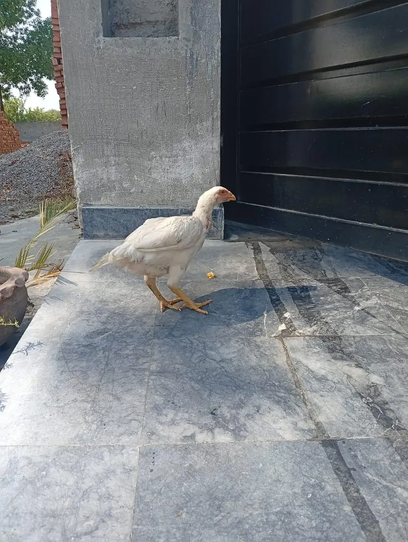 pure heera female 6 months old negotiable price weight 1.5kg — photo 2