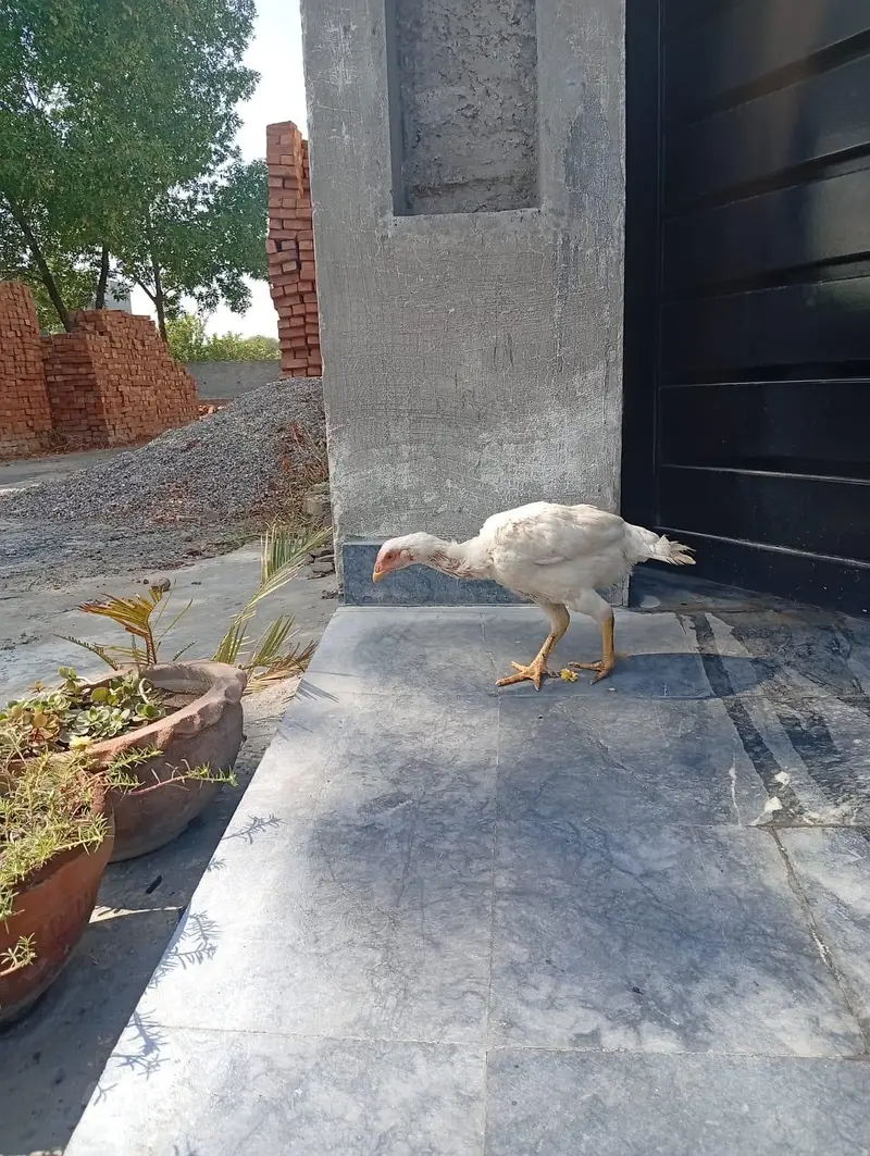 pure heera female 6 months old negotiable price weight 1.5kg — photo 3