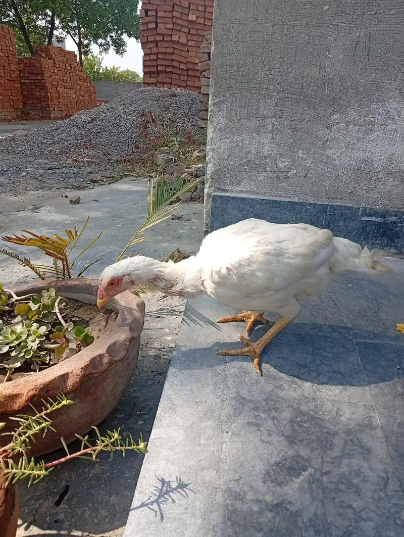 pure heera female 6 months old negotiable price weight 1.5kg — photo 4