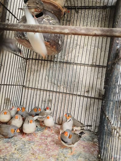 Finch , Banglies