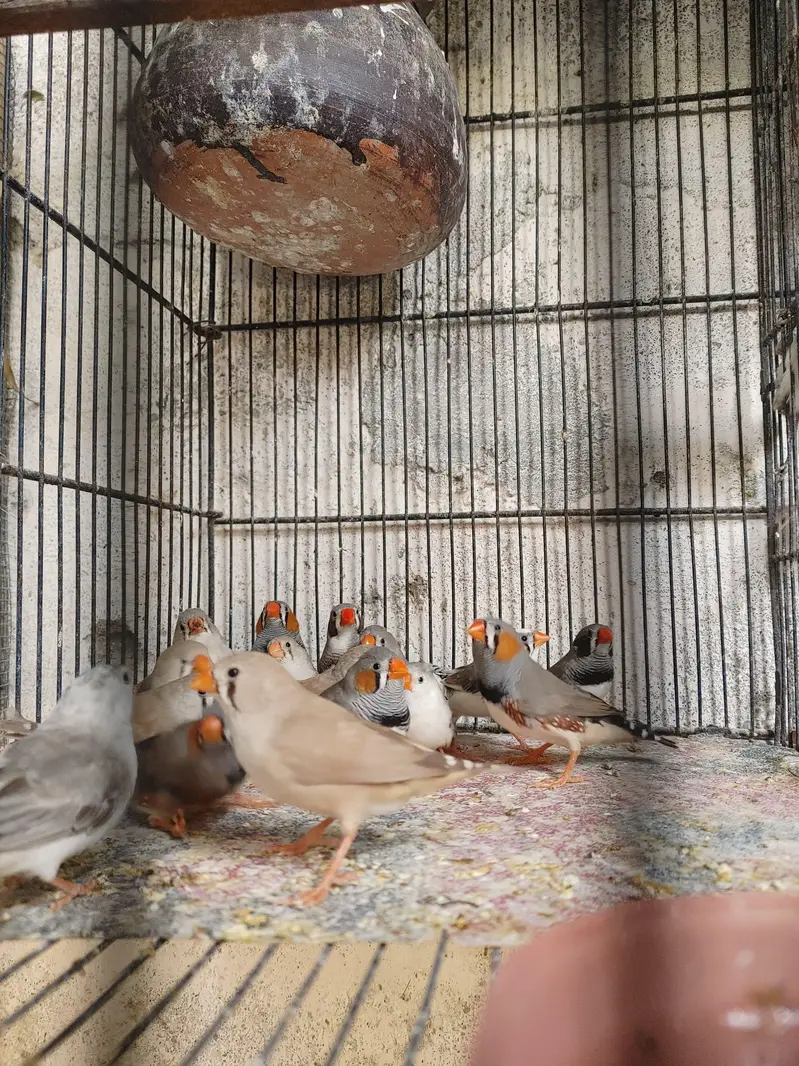 Finch , Banglies — photo 2