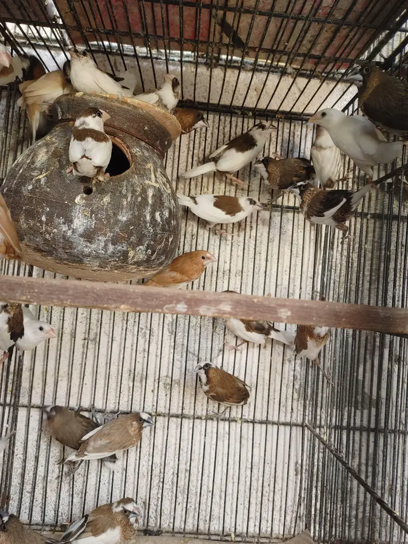 Finch , Banglies — photo 3