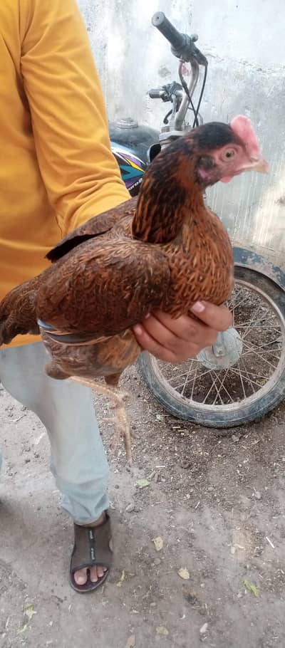 garden police hade qater naster rood