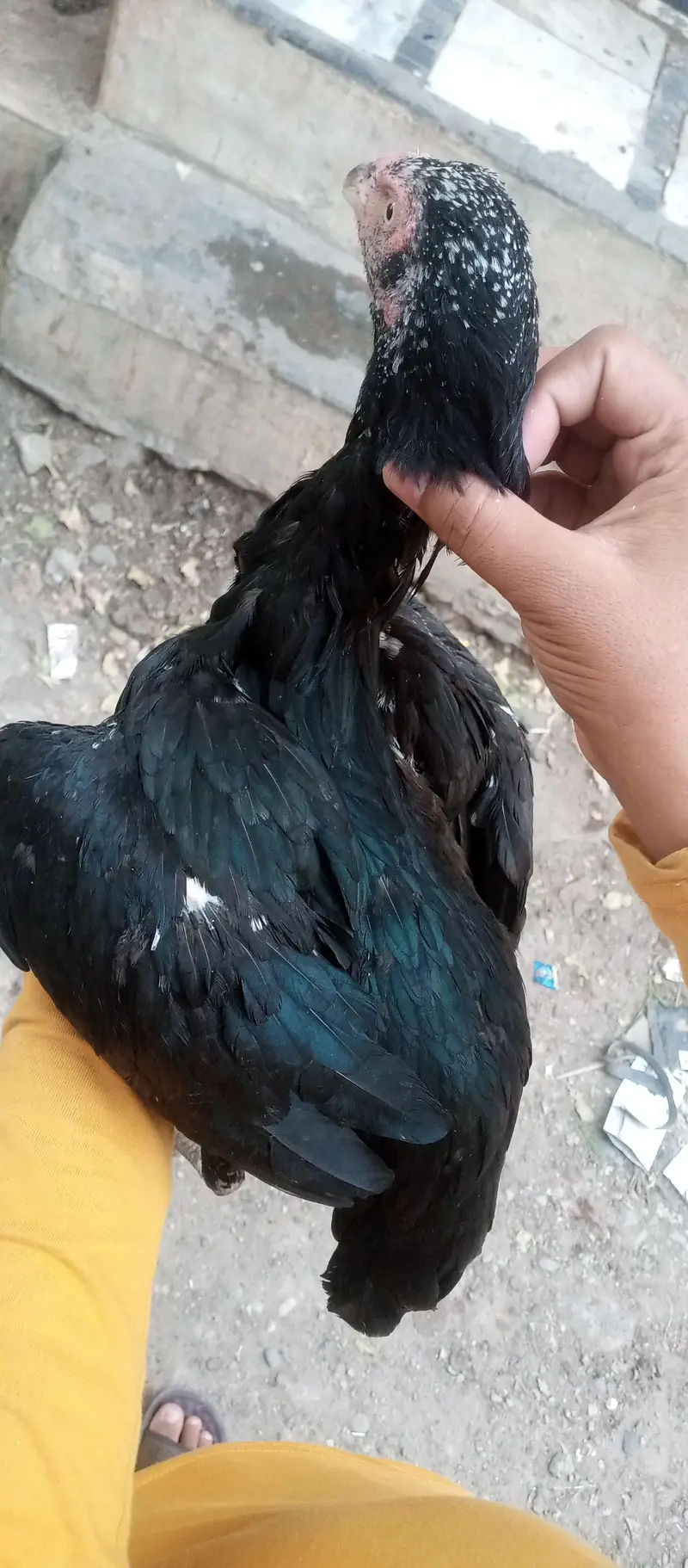 garden police hade qater naster rood — photo 3
