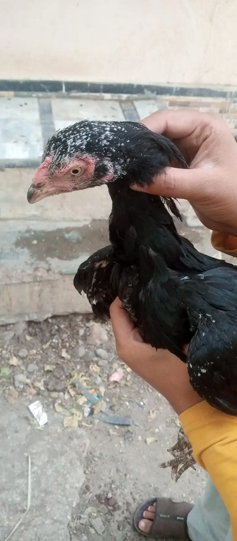 garden police hade qater naster rood — photo 4