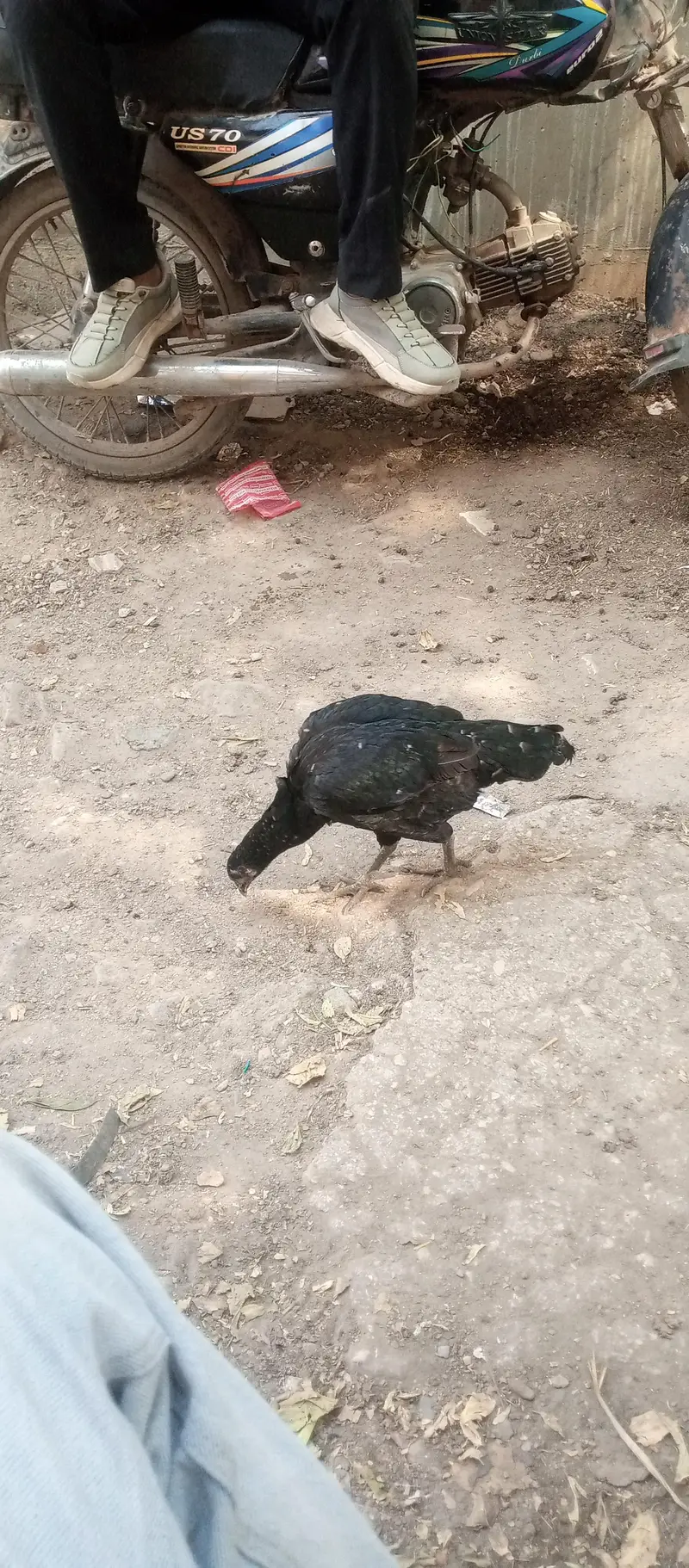 garden police hade qater naster rood — photo 5