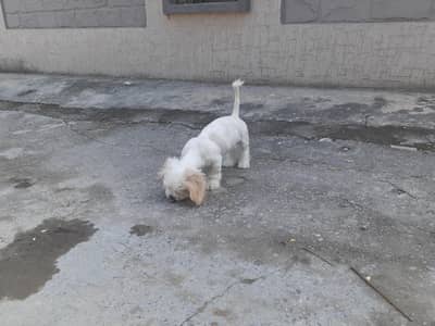 shih tzu mix breed