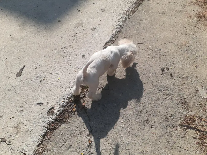 shih tzu mix breed — photo 2
