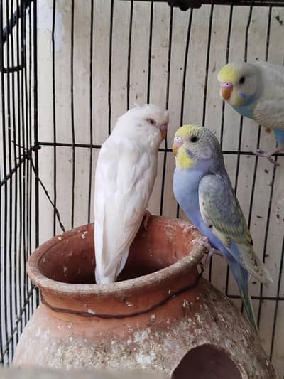 Breeder budgies