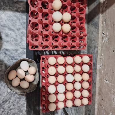 100% Fertile or Desi Eggs | Golden Desi Rooster | Desi Chicks for Sale