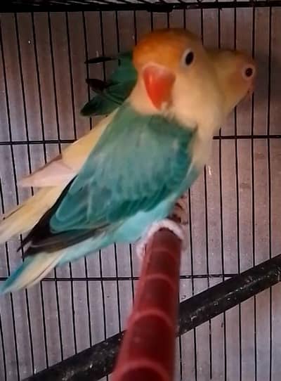 some berder pair of love birds for sale only on 3500par pair