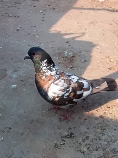 Pishori Male for sale