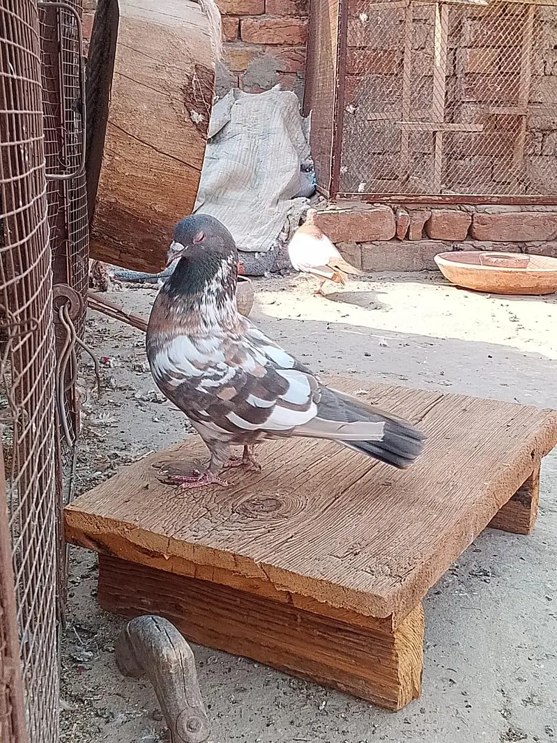 Pishori Male for sale — photo 2