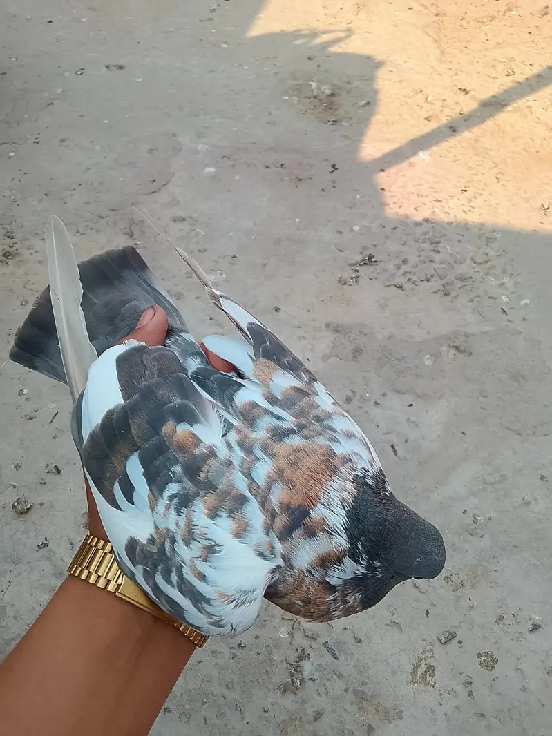 Pishori Male for sale — photo 3