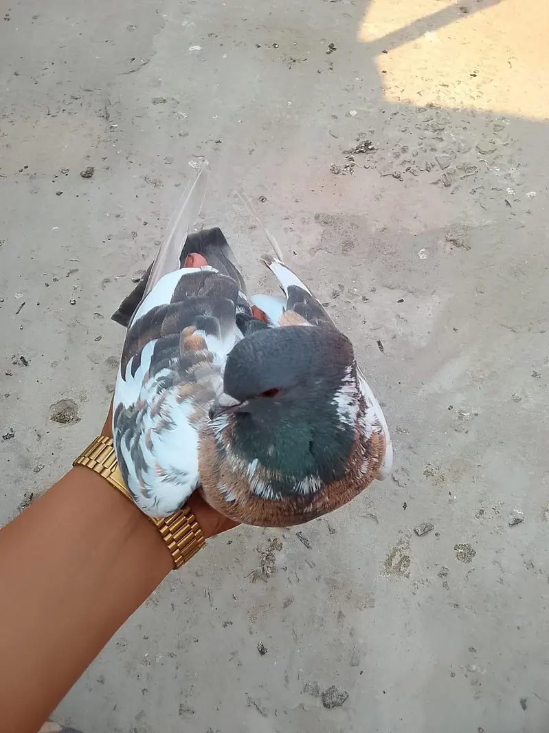 Pishori Male for sale — photo 4