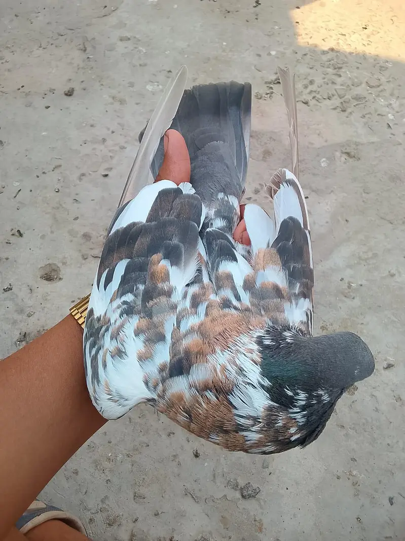 Pishori Male for sale — photo 5