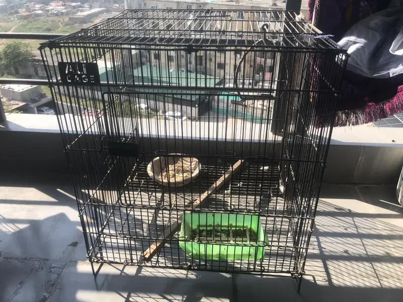 2 Bird Cages for Sale – Large Partition Breeding Cage & Medium Cage — photo 3