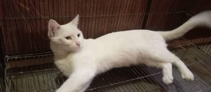 Odd Eyes White Persian Cat - Double Eyes - Healthy & Active