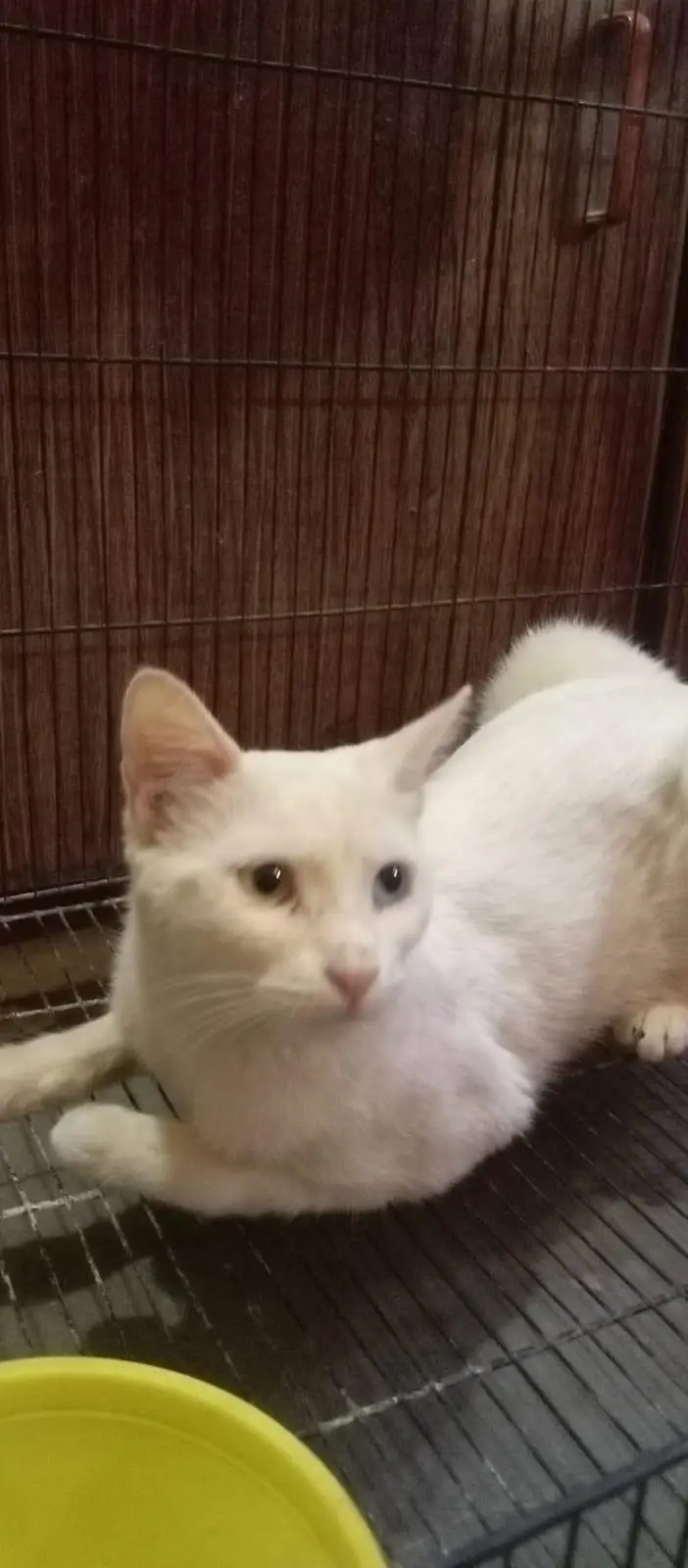 Odd Eyes White Persian Cat - Double Eyes - Healthy & Active — photo 2