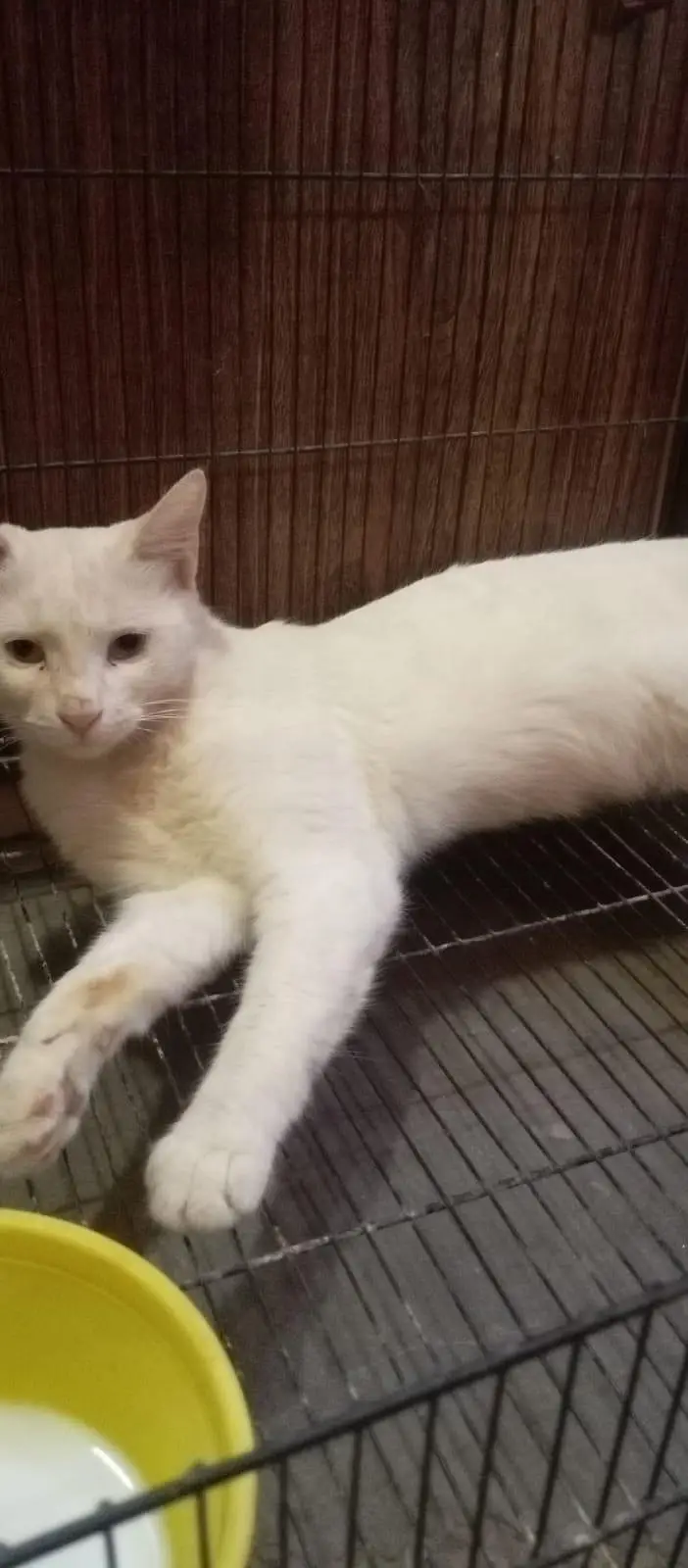 Odd Eyes White Persian Cat - Double Eyes - Healthy & Active — photo 3