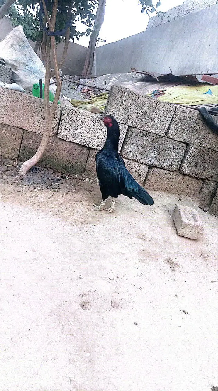 Aseel Mianwali Muski Madi eggs dy rhi h — photo 2