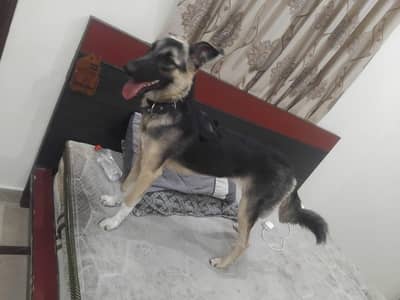 German shepherd female