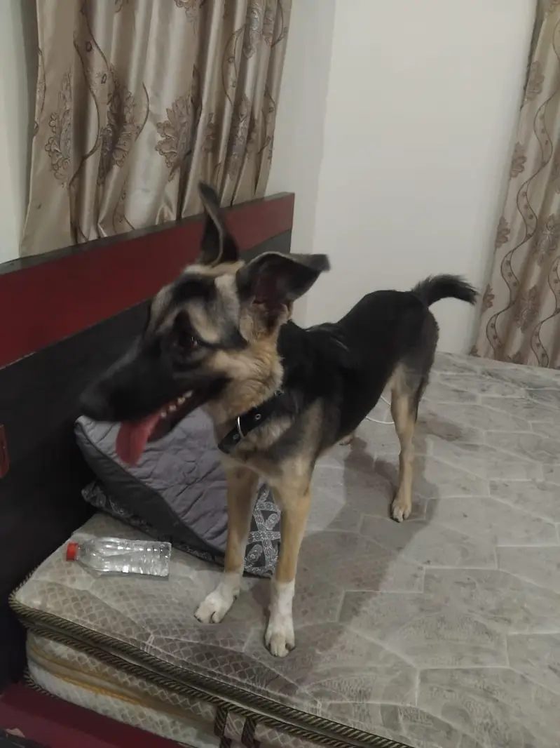 German shepherd female — photo 2