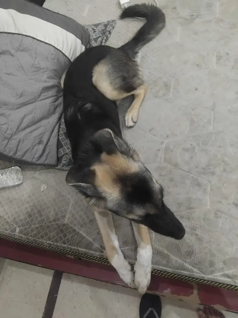 German shepherd female — photo 3