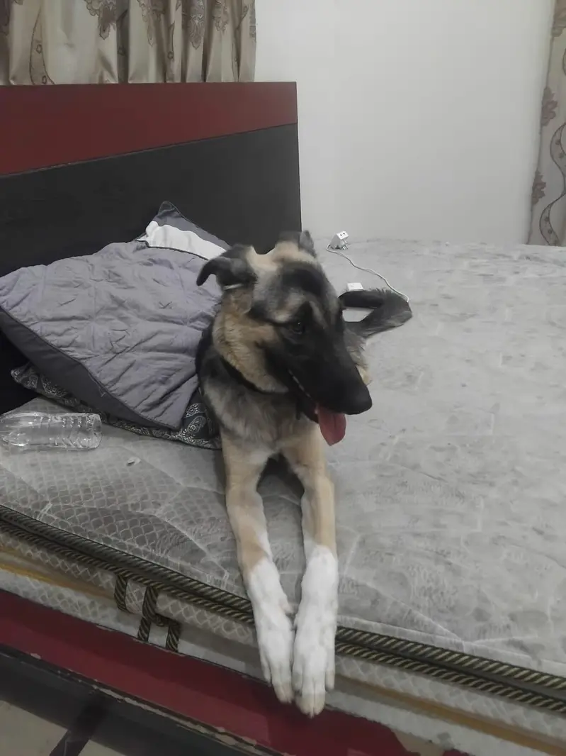 German shepherd female — photo 4
