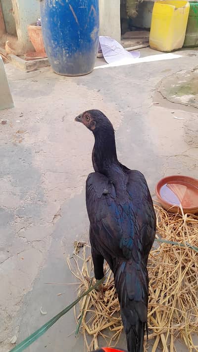 Aseel muri  Black