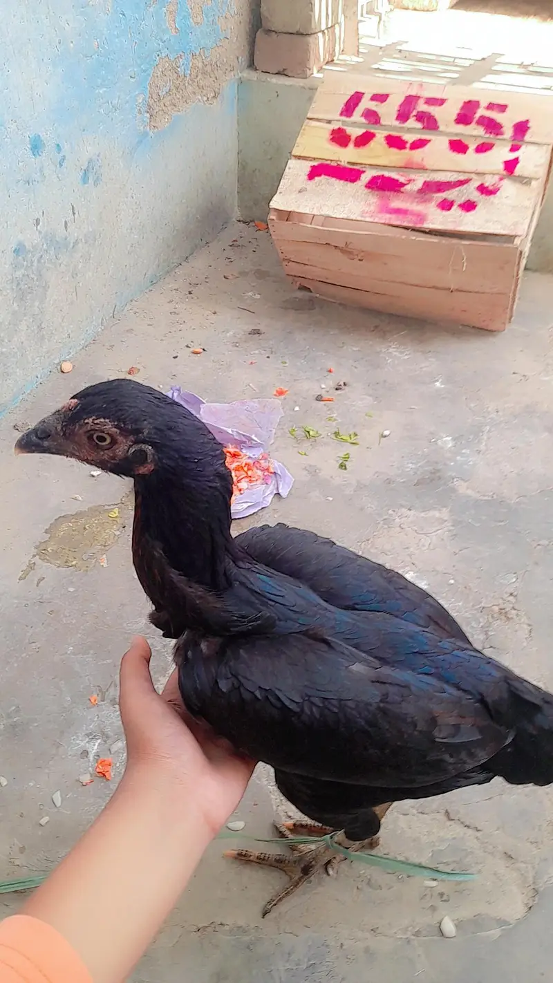 Aseel muri  Black — photo 2