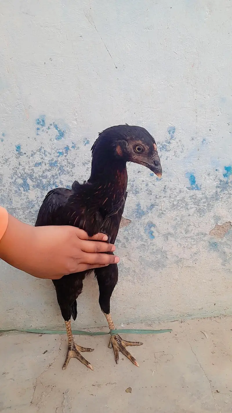 Aseel muri  Black — photo 3