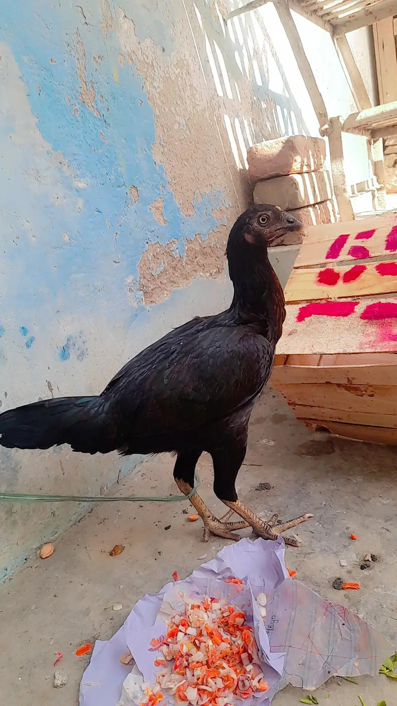 Aseel muri  Black — photo 4