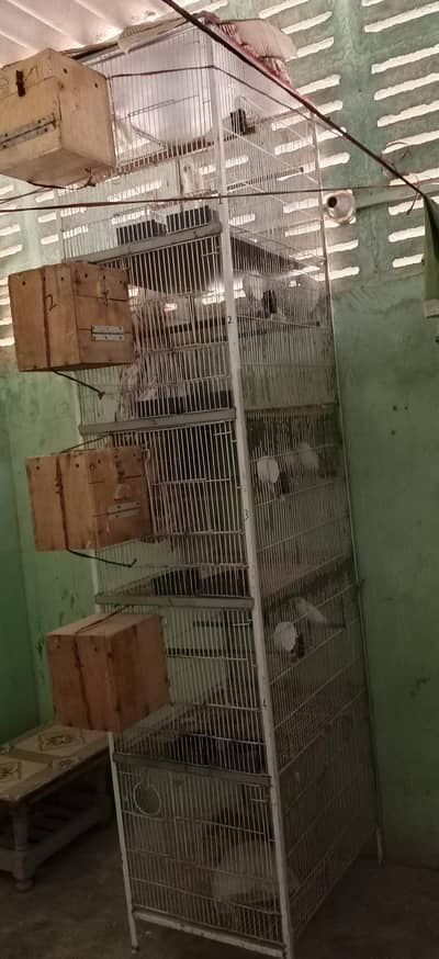 Pairs ready to first breed