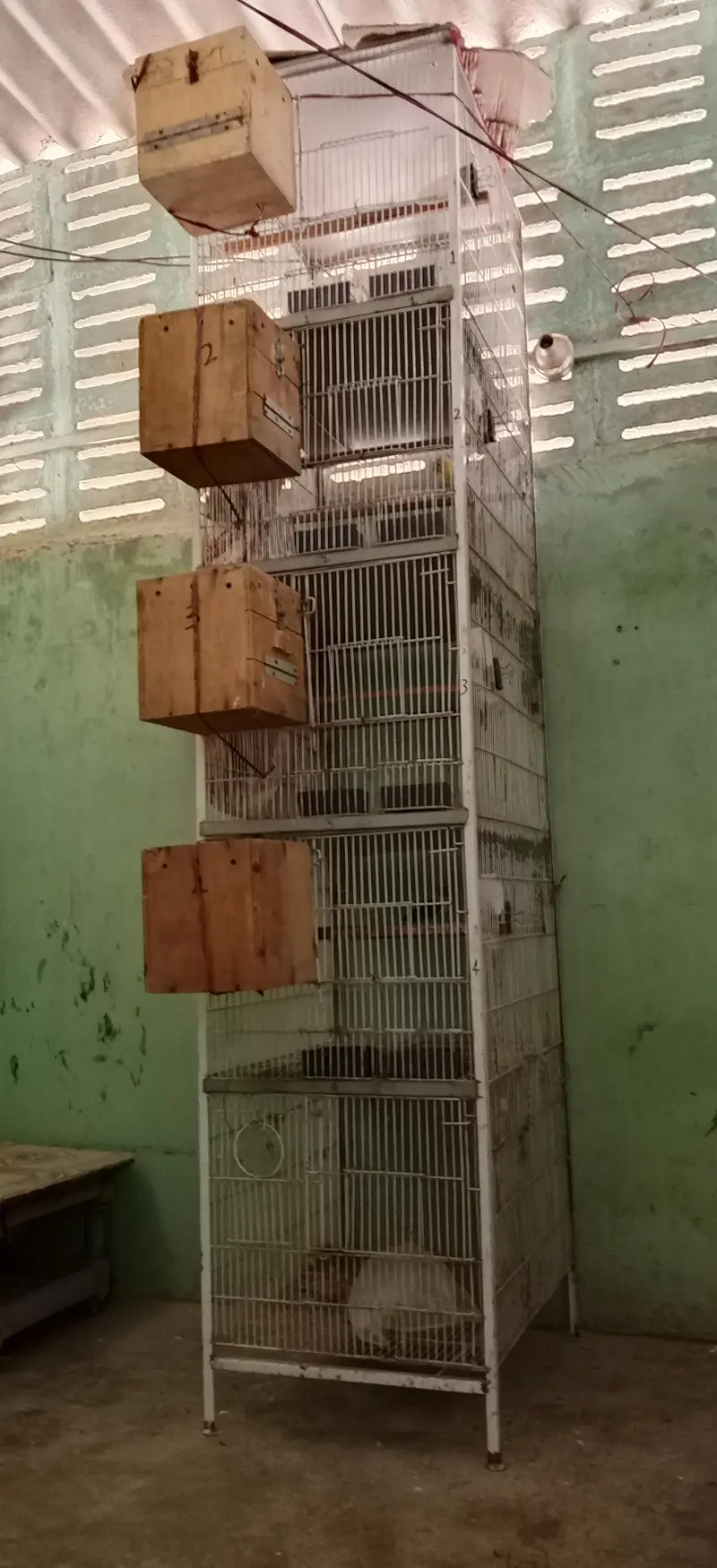 Pairs ready to first breed — photo 2