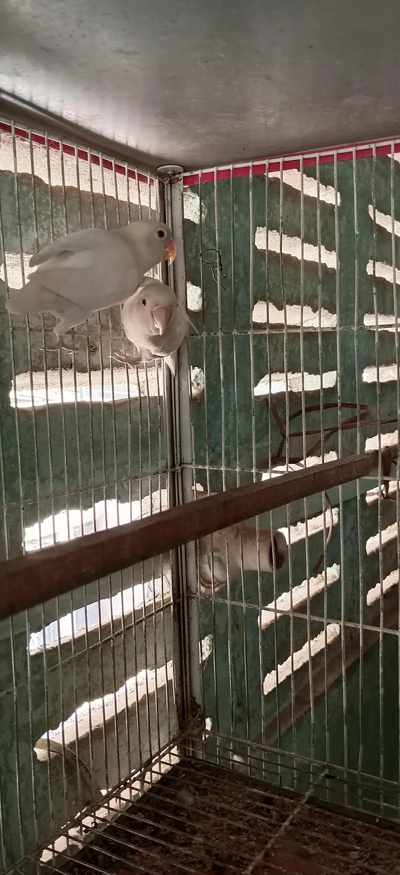Pairs ready to first breed — photo 3