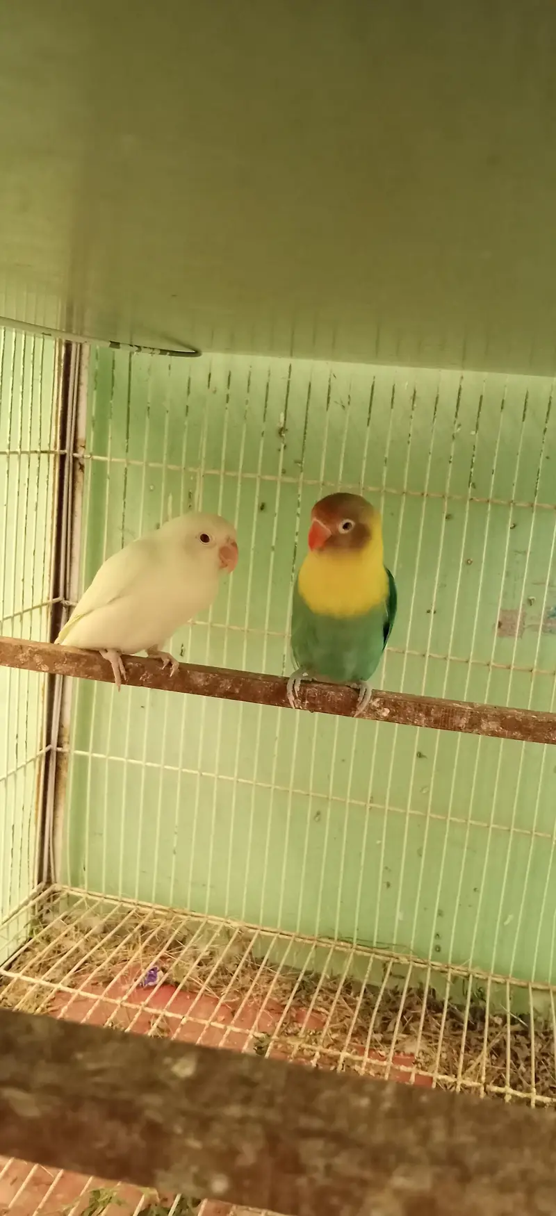 Pairs ready to first breed — photo 4