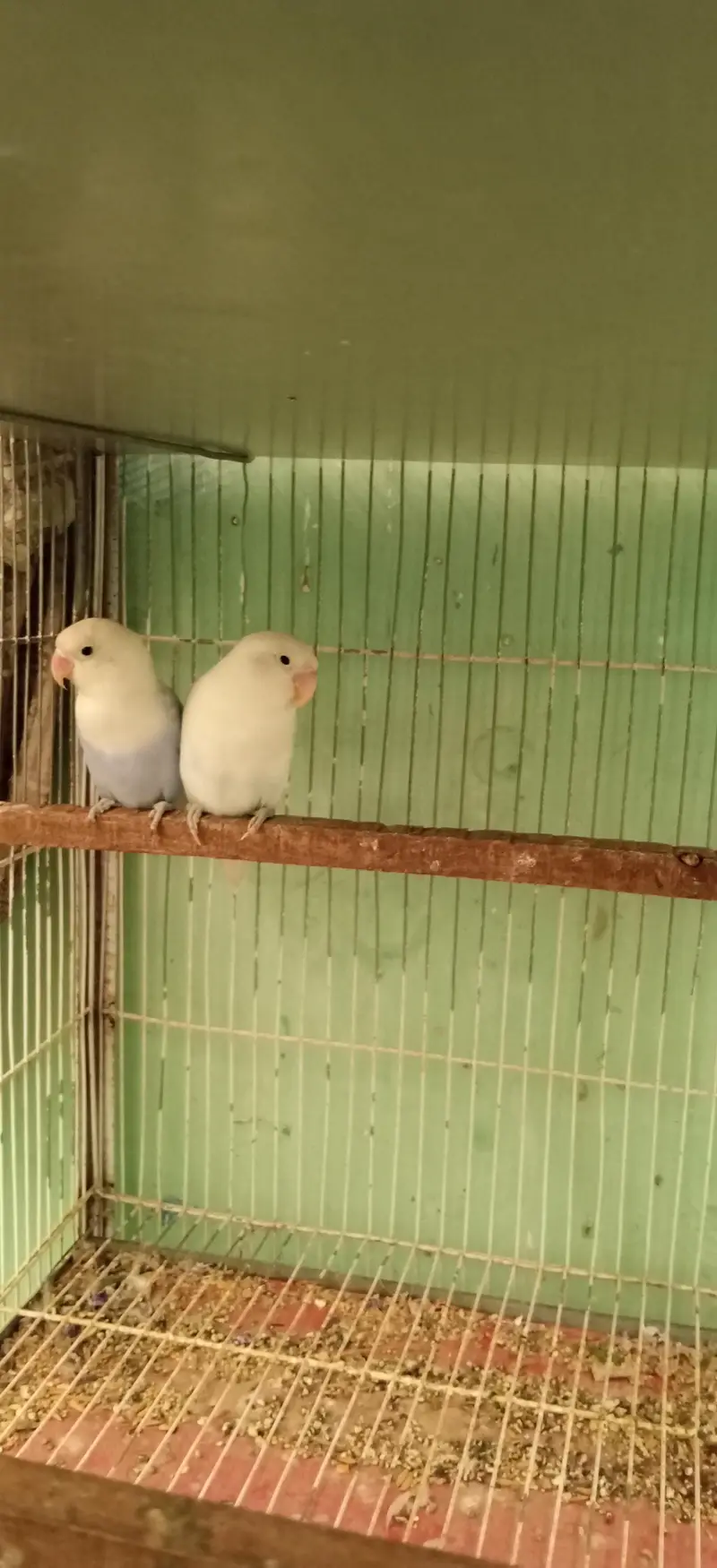 Pairs ready to first breed — photo 5
