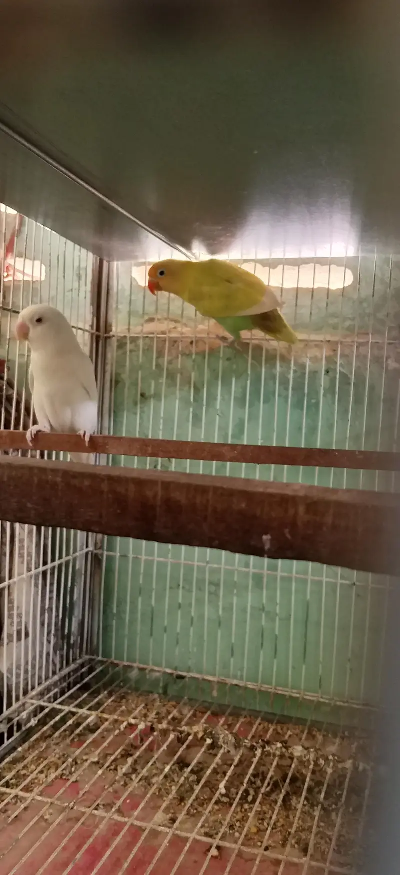 Pairs ready to first breed — photo 6