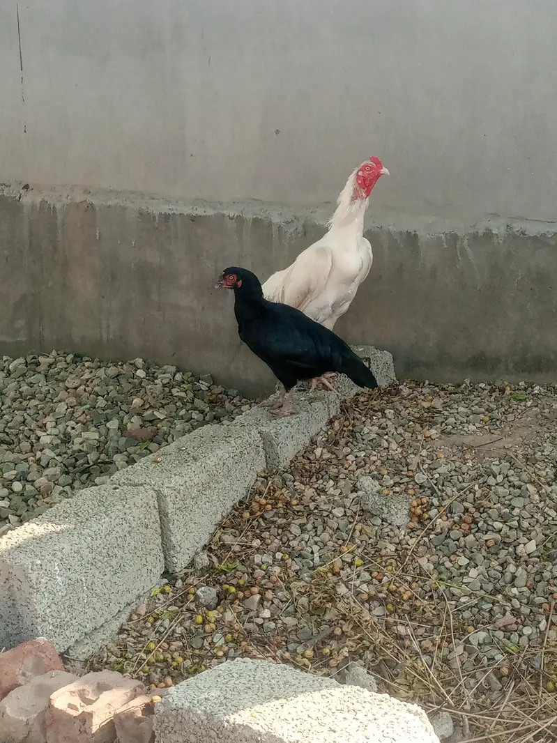 Aseel Mianwali Muski Madi eggs dy rhi h — photo 4