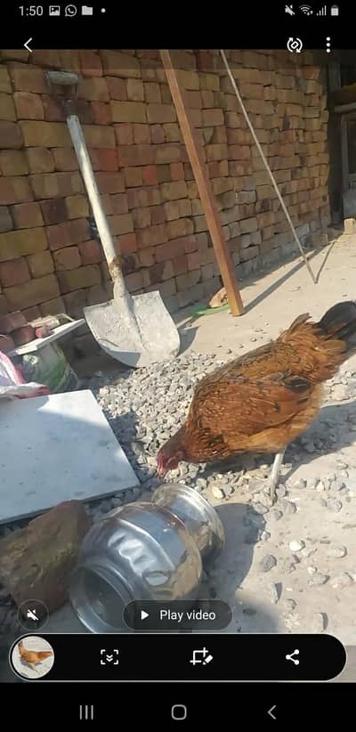 kurak Hony Wali Desi Murgia